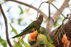 44-Parakeet enjoying a mango